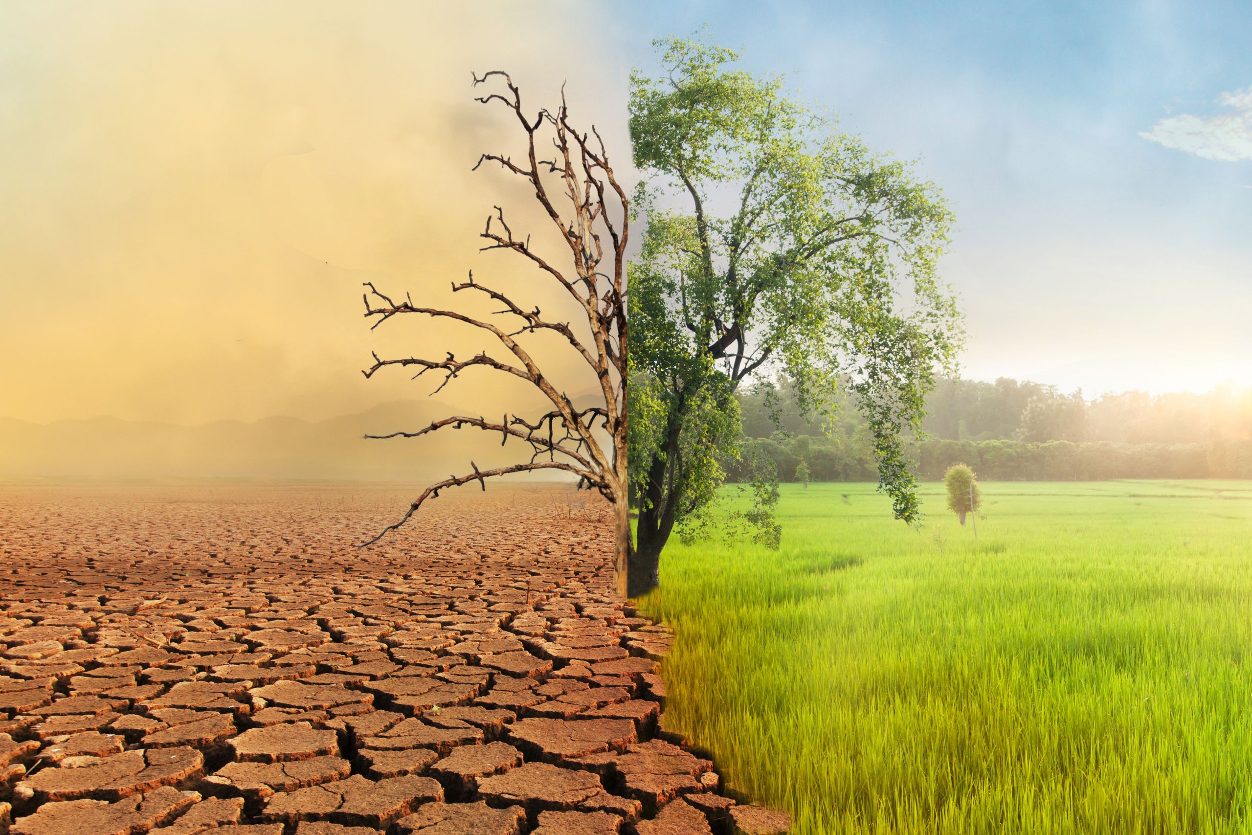 From Weather To Wallets_ The Real-Life Effects Of Climate Change And How To Take Action