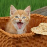 Why Cats Behave the Way They Do_ Understanding Body Language, Mood Shifts, and Communication Patterns