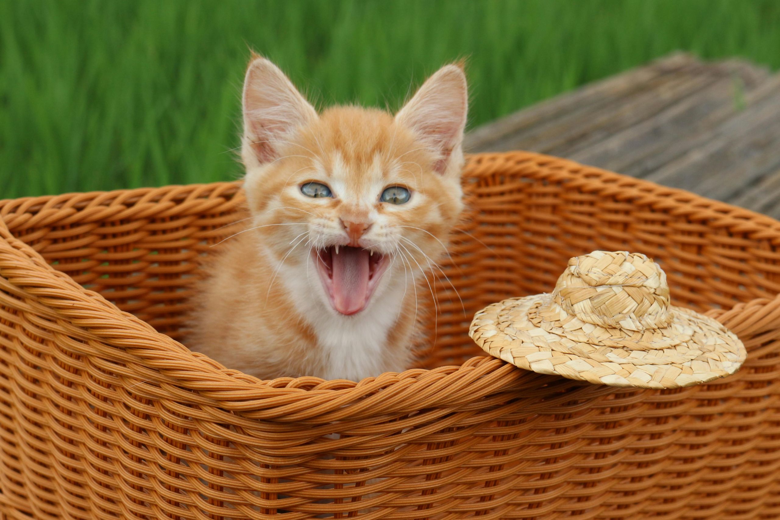 Why Cats Behave the Way They Do_ Understanding Body Language, Mood Shifts, and Communication Patterns