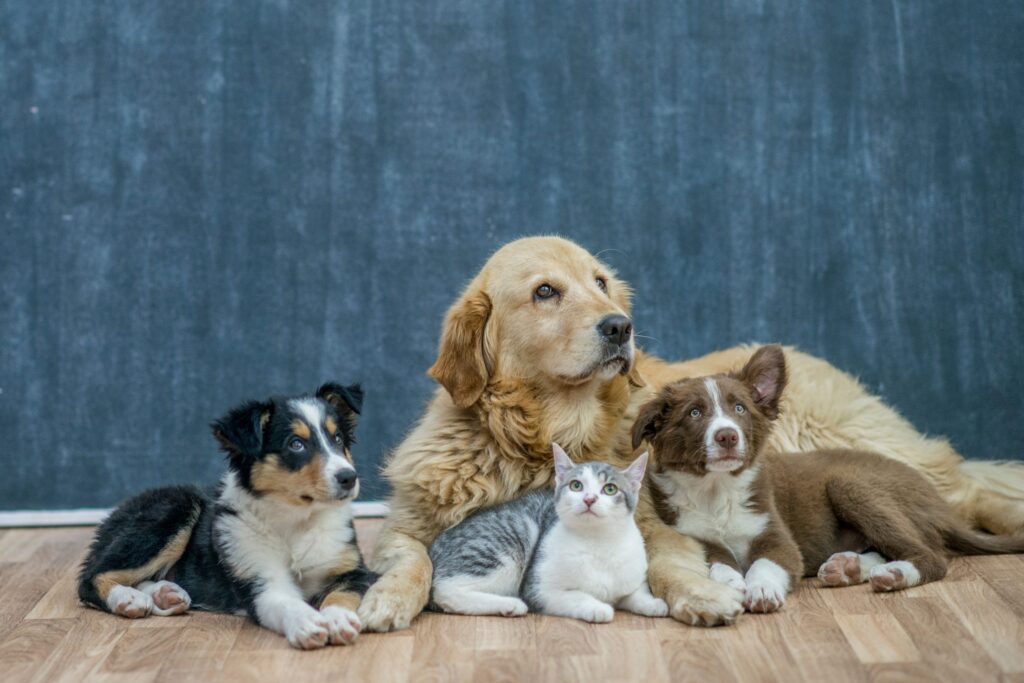Pet Care and Companionship_ Supporting the Animals We Love